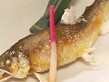 鮎塩焼き